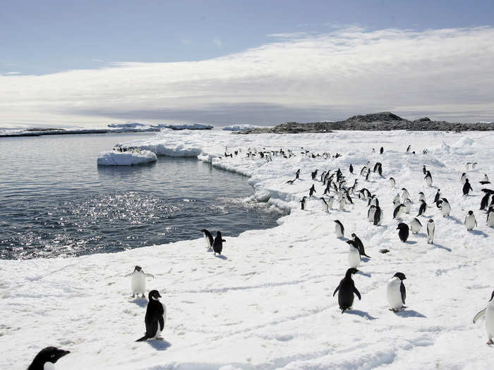 As far as biologists have been able to tell, the total number of Adélie Penguins, which are some of the most common penguins on the Antarctic Peninsula, have been on the decline.