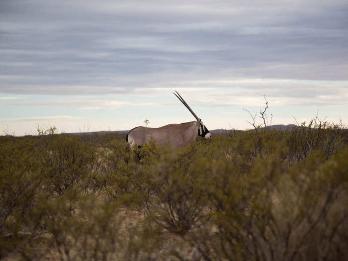 But in reality, the New Mexico Department of Game and Fish introduced 95 oryx to the area in the 1950s for large game hunters. Thousands now populate the region.