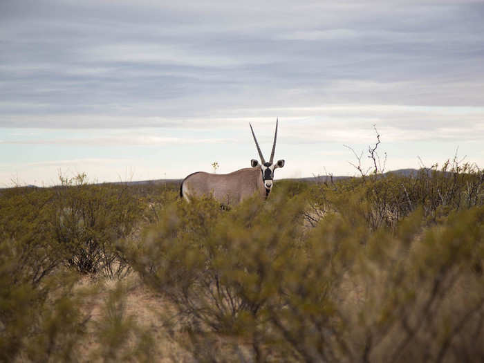 The oryx is an African antelope that is non-indigenous to the US.