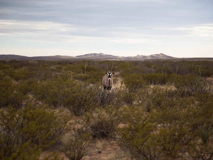 An oryx appeared out of nowhere — like something out of an M. Night Shyamalan movie.