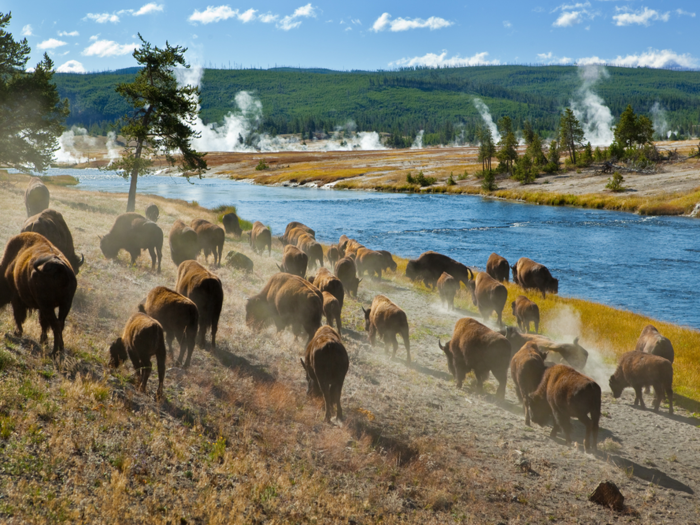 Yellowstone National Park