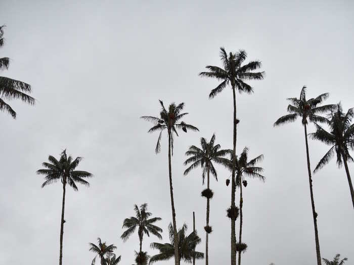 Take a hike through the Cocora Valley near Salento, Colombia, and enjoy the tall wax palm trees.