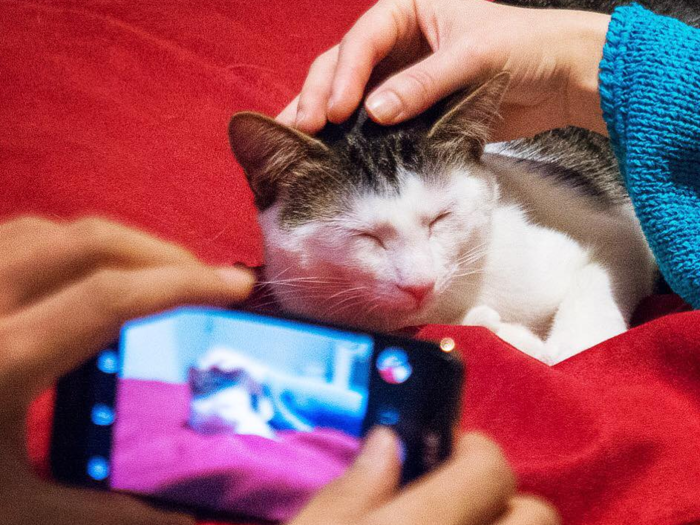 Benjamin Kalb visited his first cat café on a trip to Japan — and thought it