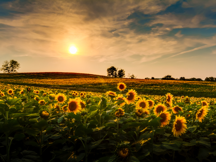 Kansas — 16.8%