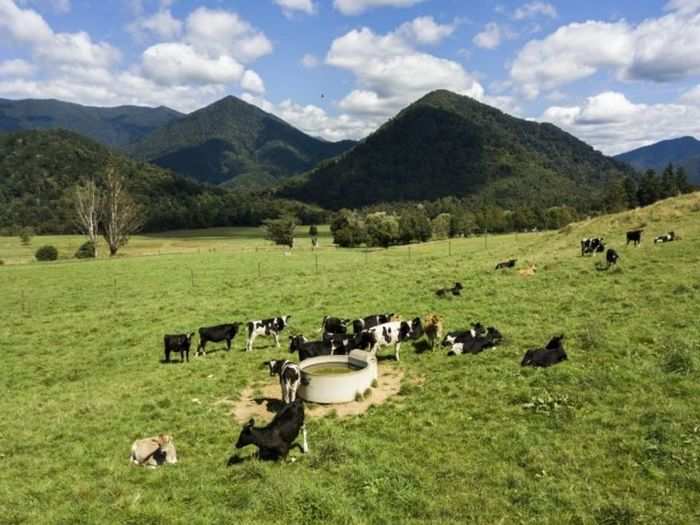 Foreigners can also buy land in New Zealand. In Rai Valley, Marlborough, 52 acres of grazing land are up for auction.