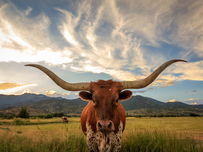 19 (TIE). Texas: 3.1%