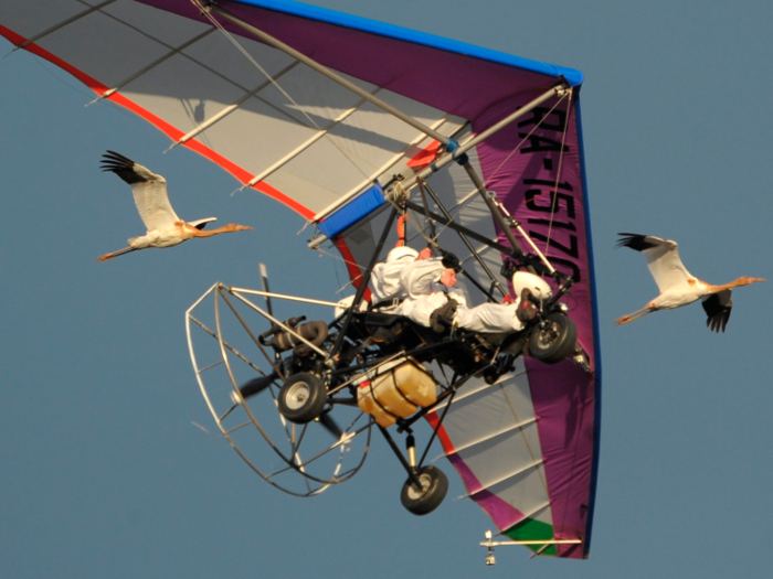 Leading endangered birds to safety on a hang glider... even though they don