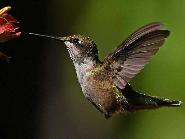 Self-taught photographer David Sloas has a passion for wildlife photography. He enjoys getting photographs that are difficult to obtain, like birds in flight from a moving boat.