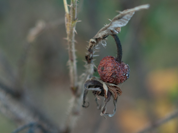 A refund for long-dead plants