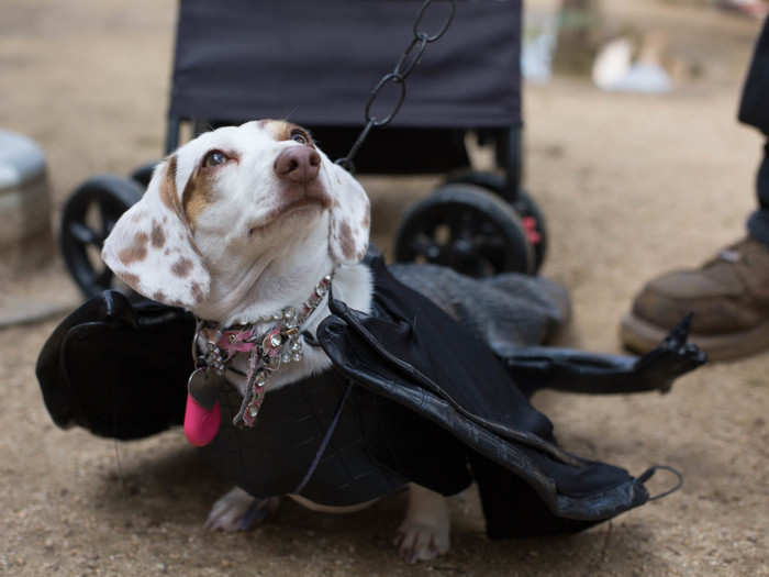 Garrison was accompanied by her noble dragon, a dog named Layla.