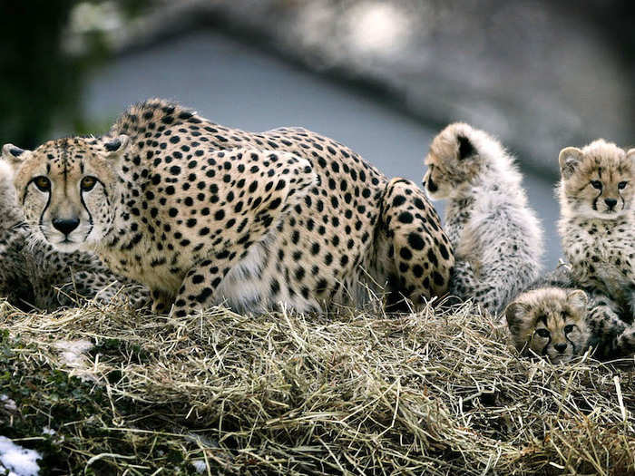 Cheetahs may be the fastest land animal, but they can