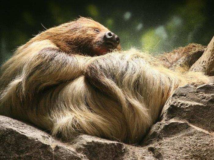 The trickiest question for the scientists was figuring out if sloths fart. Sloths may be mammals like us, but it turns out they don