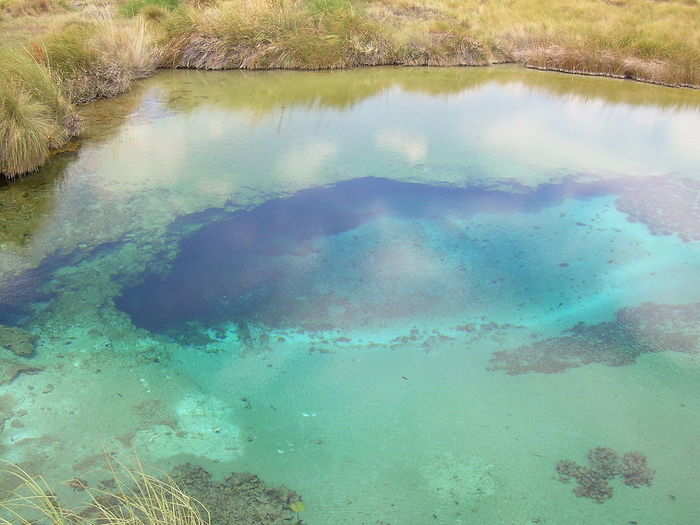 Bolson Pupfish have to fart, because if they don