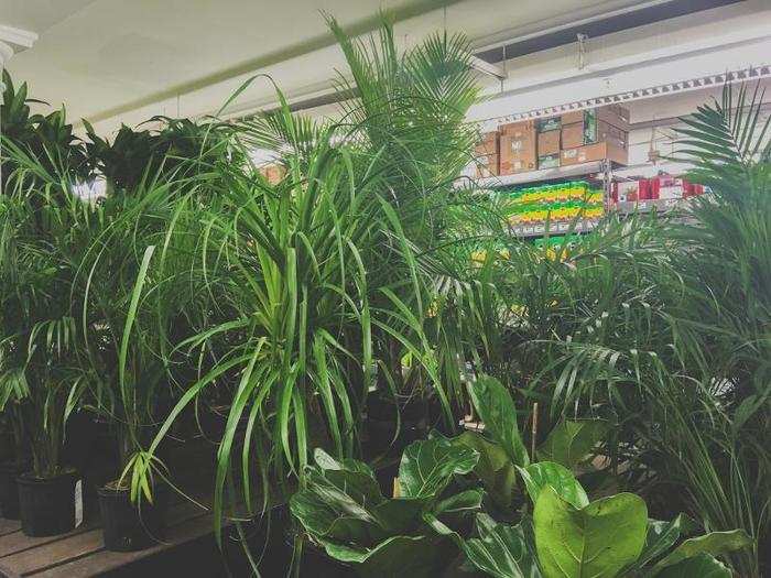 The basement level of the store held the gardening department, which sells plants, seeds, flowers, and gardening tools. It also carries soil and fertilizer.