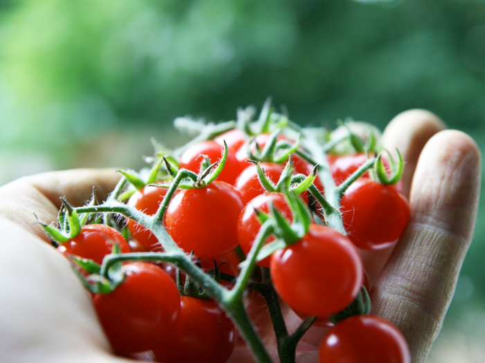 Tomatoes