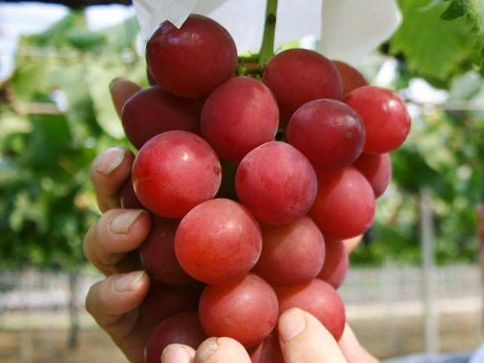 Grapes