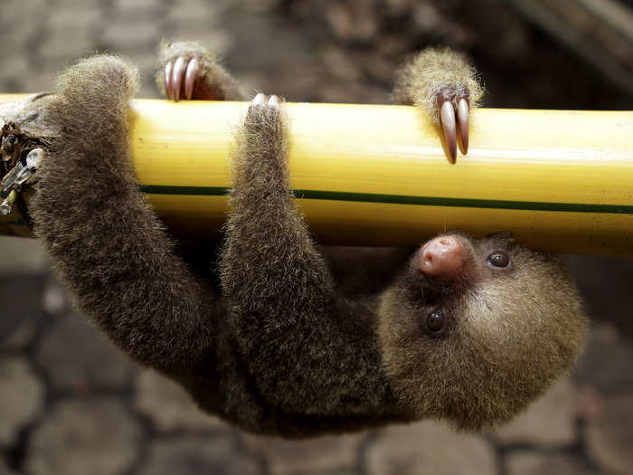 Sloth moms only give birth about once every six months. The babies cling to their mom for around six months, learning the ropes of what it takes to survive in the jungle