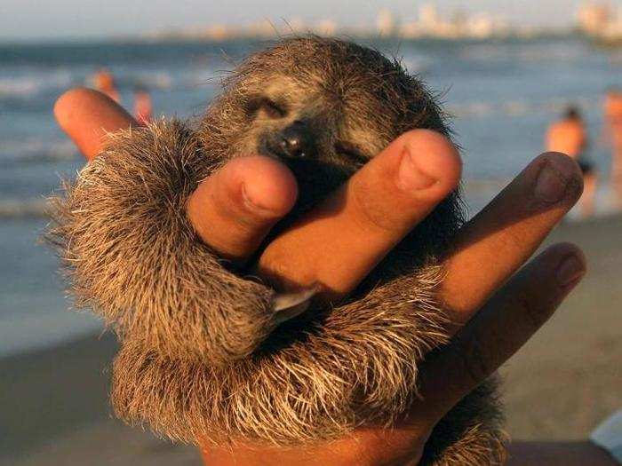 Sloths are extremely sleepy, snoozing for over 15 hours a day.