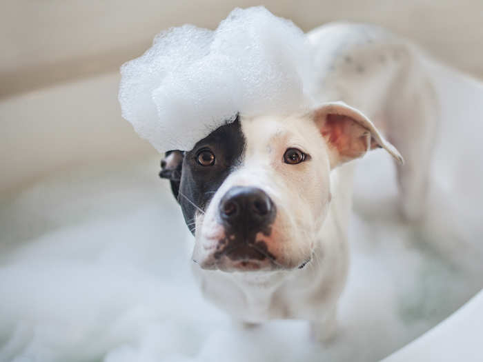 Dog experts say a monthly bath is the best way to keep your pooch healthy.