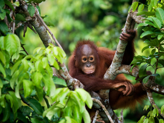 Borneo