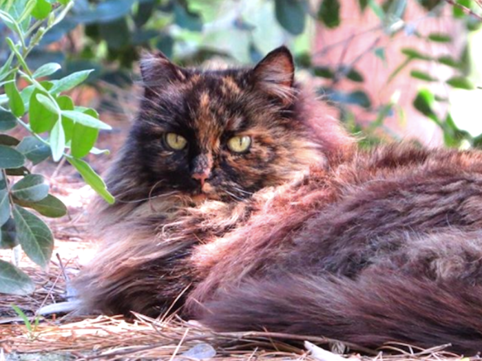 Some of the high-profile cats have been given there own names. For example, this tortoiseshell has been dubbed Francisco. He hangs out around Grizzly Peak.