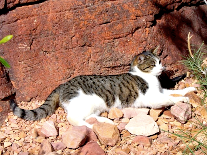 Guests are discouraged from approaching the feral "cat members," according to DisneylandCats.com. And, for the most part, they keep to themselves.