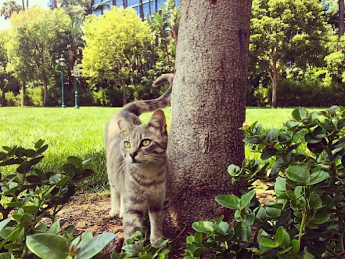 DisneylandCats.com said that a team of Disney cast members is assigned to feed, monitor, and provide medical treatment to the park-wide clowder.