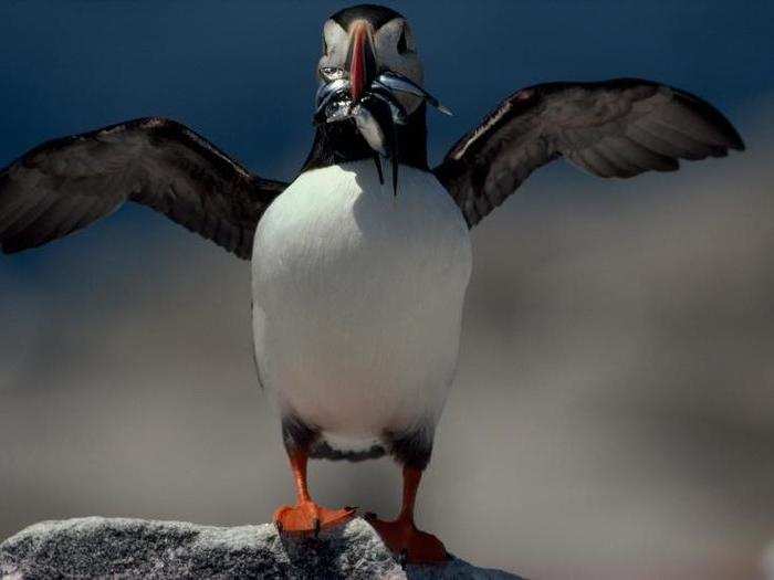 ... And this photo of a triumphant puffin bringing home a bounty of fish.