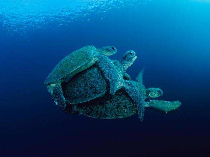 The previously unreleased photos include this remarkable image of three cuddly sea turtles...