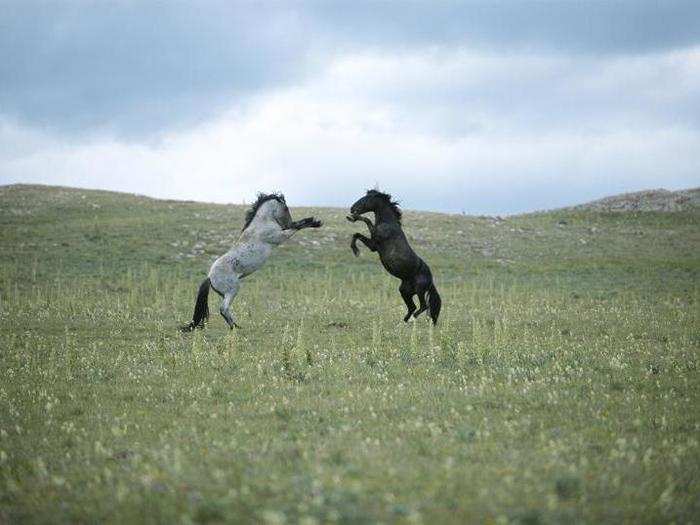 "This Earth Day, Nat Geo WILD wants to remind people how awe-inspiring and magical life on Earth can be," Geoff Daniels, executive vice president of National Geographic Wild, said in a statement.