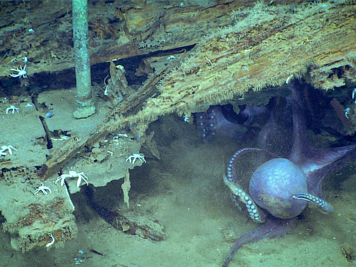 And like the tug, the shipwreck is a haven for marine life. Below decks, the ROV caught a glimpse of a strange sight the researchers dubbed a "Kraken Attack:" Two octopuses fighting for den space.