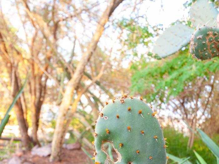 Plants of all shapes and sizes fill the savanna. During the first enclosure, it also harbored a troop of four galagos, or nocturnal bush babies, that served as primate companions to the biospherians.