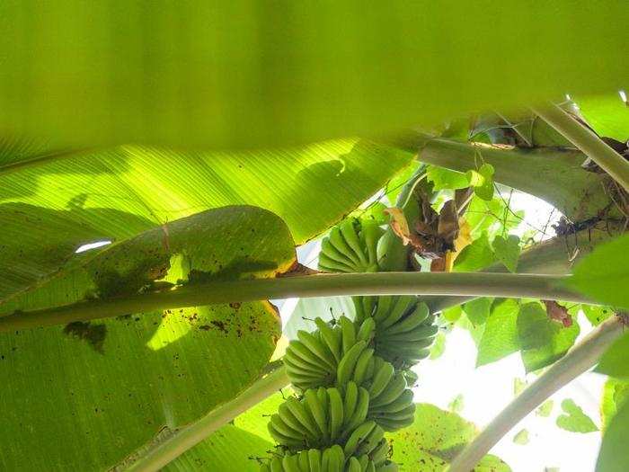 Biospherians treasured the bananas it grew for them. The sweet fruit was so versatile and prized in meal-making — and snacking — that it had to be locked in a room while it ripened.