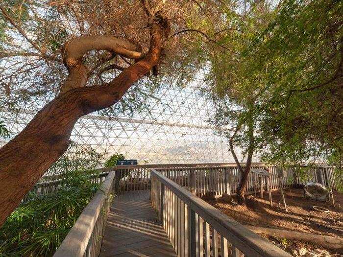 The most iconic areas of Biosphere 2, however, are its wilderness biomes. The air still smells of wet soil and plants, and — though no longer sealed — it is noticeably more humid in here than the outside desert air.