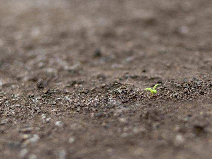 LEO uses 90-foot-long bins of crushed volcanic rock to study how microbes transform inhospitable grit into environments where plants can take root.