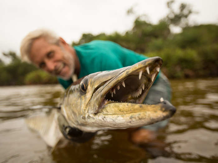 The Guinean barracuda, which inhabits the murky waters off the coast of West Africa, present a totally different challenge.