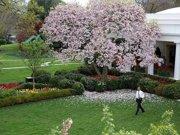 On the west side is the famed Rose Garden, where many presidents have given famous speeches.