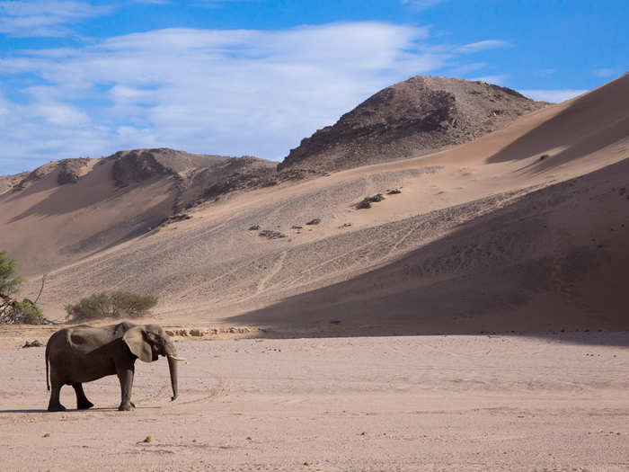 With Turner still guiding, the next day would be spent observing the rare desert-adapted elephants which are found roaming the dry Ugab River.