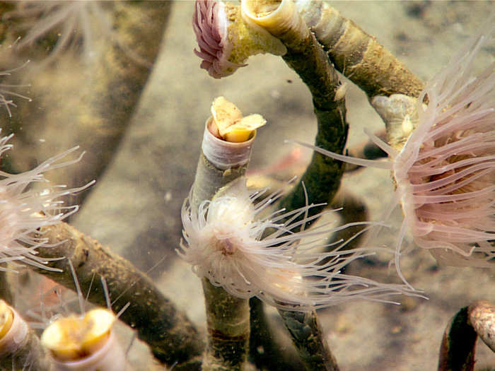 These tubeworms employ a unique strategy to survive on the seafloor. In the absence of any sunlight, they use bacteria stored within their organs to convert hydrogen sulfide into the sugars and amino acids needed for life.