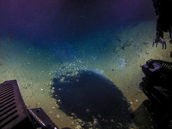 One of the least understood environments in the deep, these brine pools are areas where extremely saline water sinks to the bottom. The brine pools kill the surrounding shellfish.