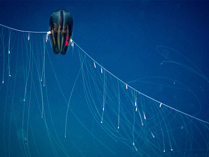 Among the most bizarre deep sea dwellers are these ctenophores, or jellyfish. This one,  found with its tentacles fully extended around 4,790 feet deep, almost looks like something out of Star Wars.