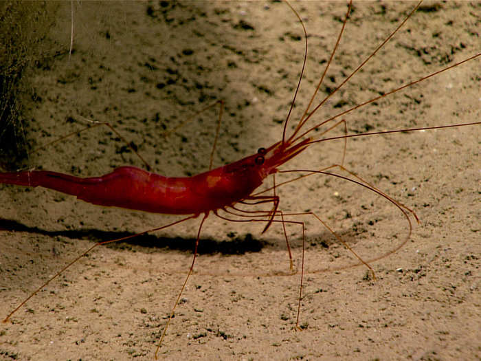 This long-legged shrimp, like the blind lobster, prefers to spend its time in burrows. This one was captured cruising around the sediment at over 9,000 feet down.