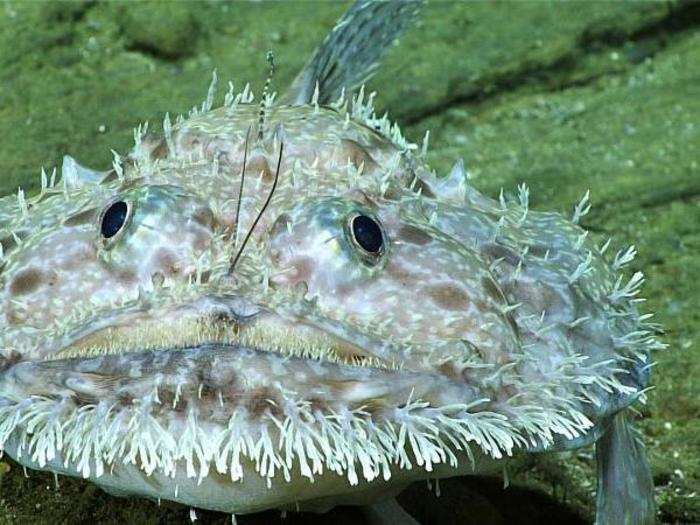 This grumpy looking fish is a goosefish, caught on camera around 2,100 feet below the surface. The goosefish uses the lures seen between its eyes to help capture its prey.