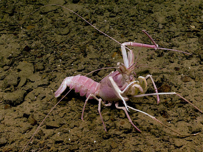 This lobster is completely blind, spending most of its life in burrows in the sediment. This one was caught outside at around 2,215 feet down.