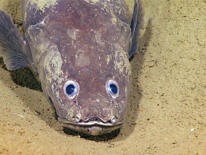 Beyond corals, the scientists caught magnificent photos of some truly bizarre deep sea dwellers, like this cusk eel. The eel hunts by resting in the sediment — it