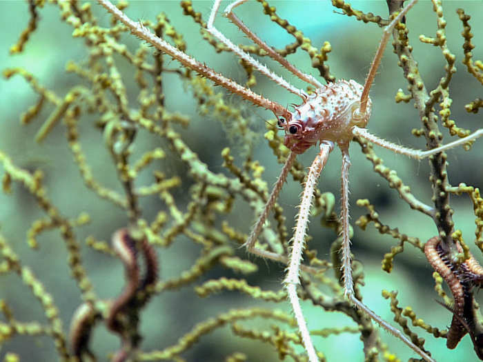 These octocorals provide a habitat for squat lobsters, a deep water lobster species.