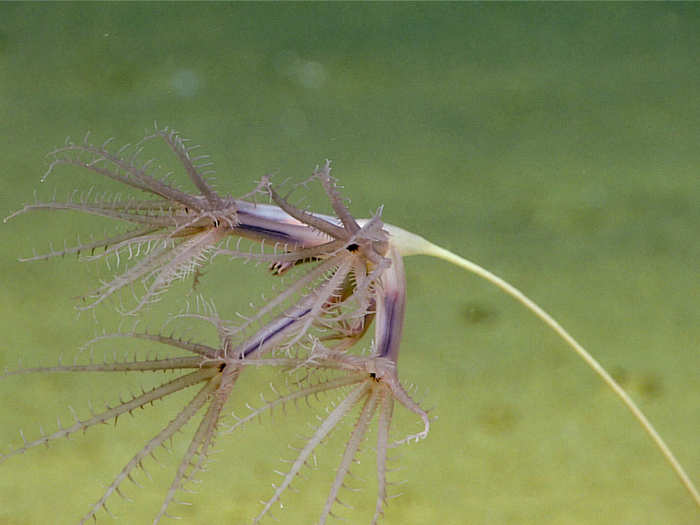 Octocorals are common in deep-sea environments. Corals are really a collection of tiny creatures called polyps — these polyps each bear eight tentacles and share a stomach, giving the octocoral its name.