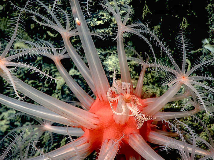 Like their shallow-water counterparts, corals form splendid reefs thousands of feet below the surface.