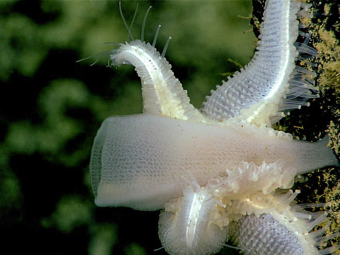 Sea stars, like many bottom-dwelling creatures, have a voracious appetite. Here, this one consumes a translucent glass sponge.