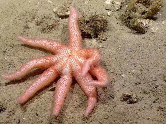 This rarely seen sea star is thought to be one of the oldest sea star species in existence. Scientists found evidence that these sea stars were present in the Jurassic era as fossils, meaning the species is hundreds of millions of years old.